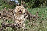 CAIRN TERRIER 176